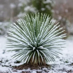 Yucca Rostrata - kruka 24cm höjd 60cm Krukväxter Inomhus