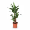 Outlet Yucca Växt i Kruka Ø21 cm, Höjd ca 90 cm Krukväxter Inomhus