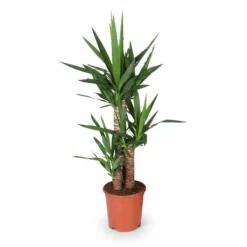 Outlet Yucca Växt i Kruka Ø21 cm, Höjd ca 90 cm Krukväxter Inomhus