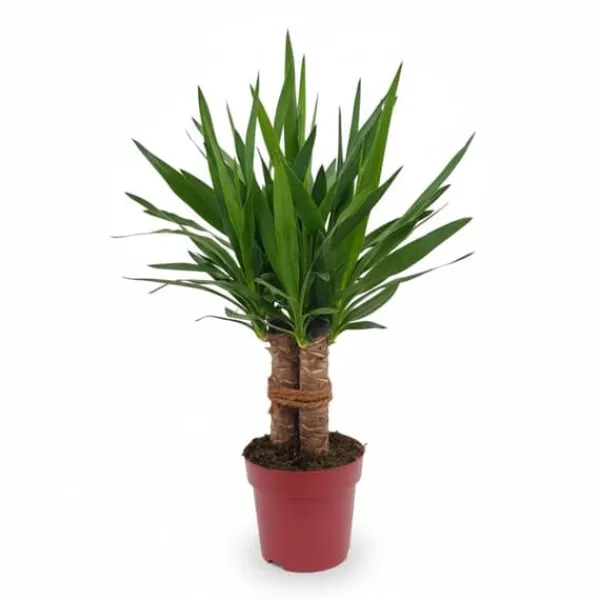 Clearance Yucca Växt Tres Cañas - 70 cm, Kruka Ø19 cm Krukväxter Inomhus
