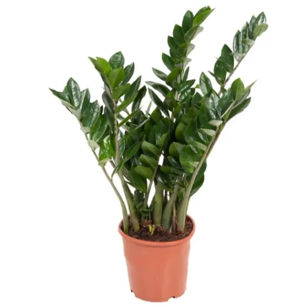 Zamiakalla - Zamioculcas Emerald - Höjd 70-80cm - ⌀21cm