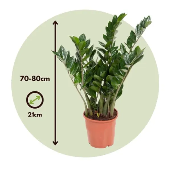 Zamiakalla - Zamioculcas Emerald - Höjd 70-80cm - ⌀21cm
