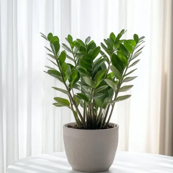 Zamiakalla - Zamioculcas Emerald - Höjd 70-80cm - ⌀21cm