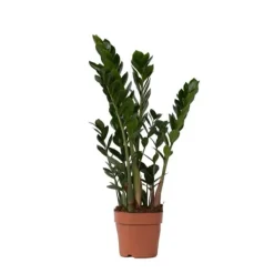 Sale Zamiakalla - Zamioculcas Zamiifolia - Höjd 55-65cm - ⌀17cm Krukväxter Inomhus