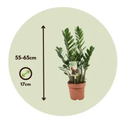 Sale Zamiakalla - Zamioculcas Zamiifolia - Höjd 55-65cm - ⌀17cm Krukväxter Inomhus