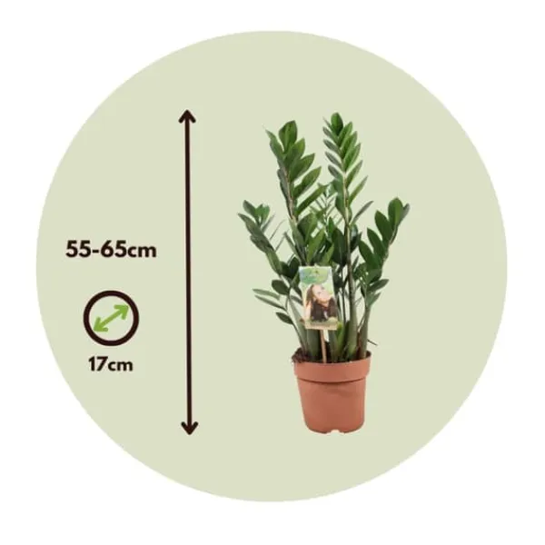 Sale Zamiakalla - Zamioculcas Zamiifolia - Höjd 55-65cm - ⌀17cm Krukväxter Inomhus