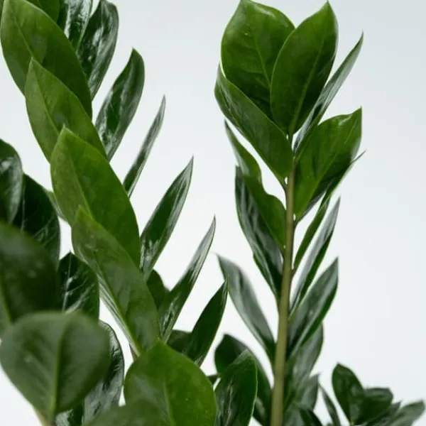 Sale Zamiakalla - Zamioculcas Zamiifolia - Höjd 55-65cm - ⌀17cm Krukväxter Inomhus