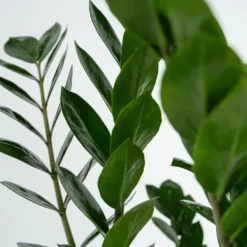 Sale Zamiakalla - Zamioculcas Zamiifolia - Höjd 55-65cm - ⌀17cm Krukväxter Inomhus