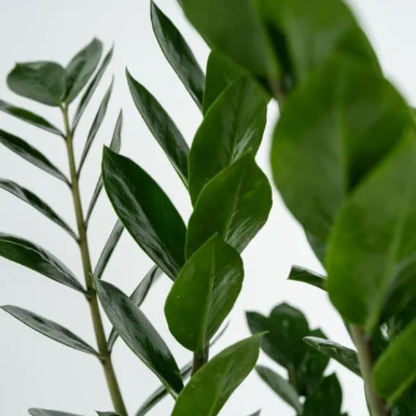 Sale Zamiakalla - Zamioculcas Zamiifolia - Höjd 55-65cm - ⌀17cm Krukväxter Inomhus