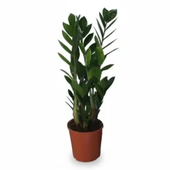 Zamioculcas - Gröna Växten i Kruka Ø14 cm, Höjd ca 55 cm