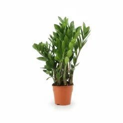 Zamioculcas växt Ø14 cm, Höjd ca 55 cm