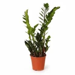 New Zamioculcas Zamiifolia Krukväxt Ø14 cm, Höjd ca 45 cm Krukväxter Inomhus
