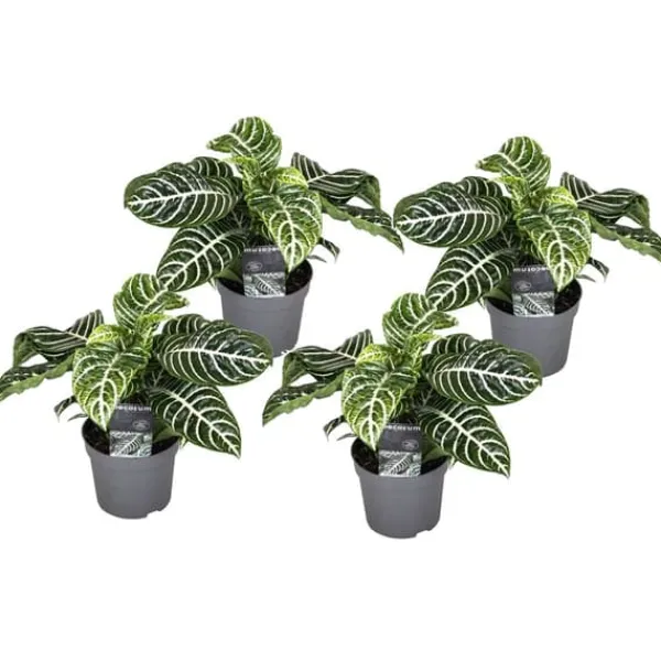 New Zebraväxt - Set om 4 - Aphelandra squarrosa 'Botanica' - Höjd 25-45cm - ⌀13cm Krukväxter Inomhus