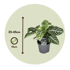 New Zebraväxt - Set om 4 - Aphelandra squarrosa 'Botanica' - Höjd 25-45cm - ⌀13cm Krukväxter Inomhus