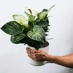 New Zebraväxt - Set om 4 - Aphelandra squarrosa 'Botanica' - Höjd 25-45cm - ⌀13cm Krukväxter Inomhus