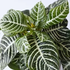 New Zebraväxt - Set om 4 - Aphelandra squarrosa 'Botanica' - Höjd 25-45cm - ⌀13cm Krukväxter Inomhus