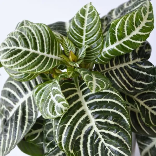 New Zebraväxt - Set om 4 - Aphelandra squarrosa 'Botanica' - Höjd 25-45cm - ⌀13cm Krukväxter Inomhus